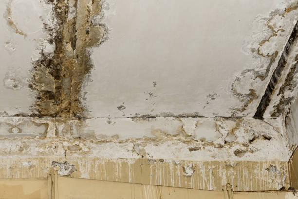 Why You Should Choose Our Mold Remediation Services in Shasta, CA